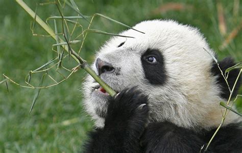 Bambu panda máquina de fenda online