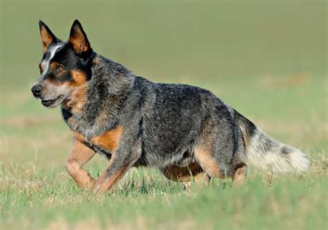 Blackjack fazendas de cães