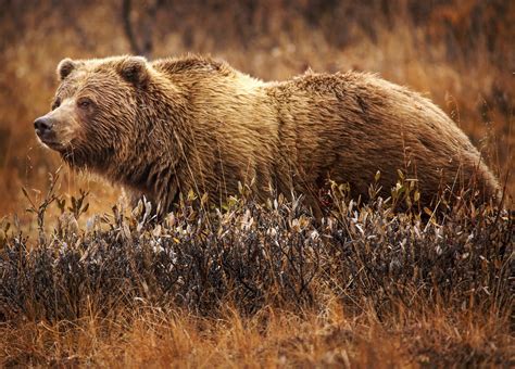 Great Grizzly brabet
