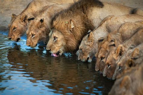 Lions Pride brabet