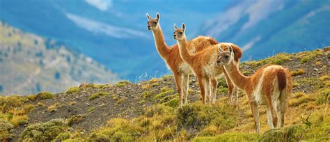 Patagonia Wild Novibet